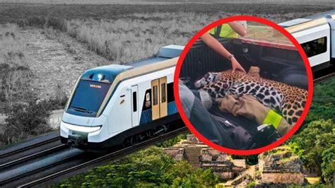 Muerte de jaguar embarazada indigna en Yucatán culpan al Tren Maya