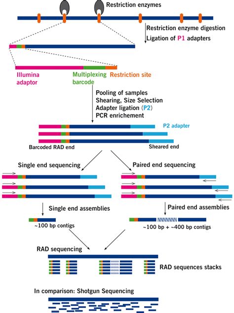 RAD Seq Floragenex Your Partner From DNA To Data