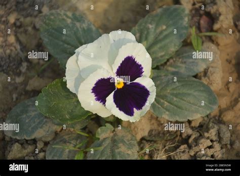 Close Up Of A Pansy Butterfly Flower Also Known As Wild Pansy