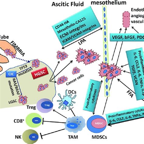 Schematic illustration of ovarian cancer cell-induced phenotypic... | Download Scientific Diagram