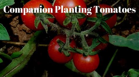 Companion Planting Tomatoes Growing Guides