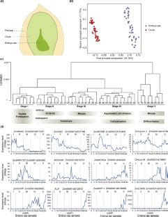 High Temporal Resolution Transcriptome Landscapes Of Maize Embryo Sac