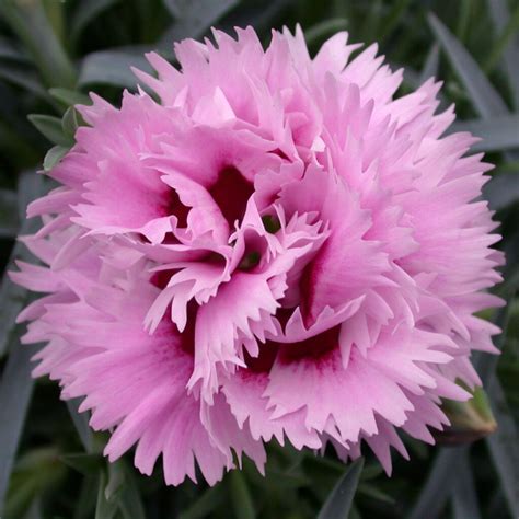 Alpine Pinks Dianthus Plugs Flowers Whetman Garden Plants