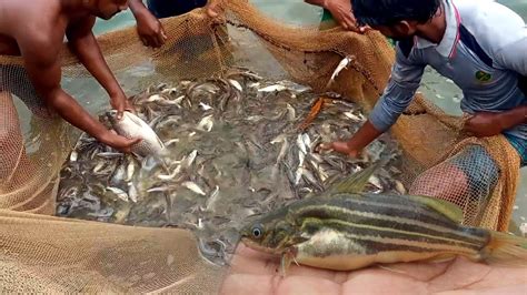 Amazing Fish Catching By Net Fishermen Are Catching Tangra Fish With