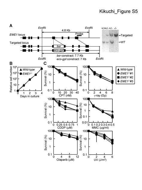 Structure Specific Endonucleases Xpf And Mus Play Overlapping But