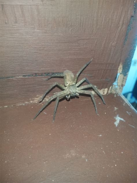 Pantropical Huntsman Spider From Tacloban City Ph Le Ph On January 24