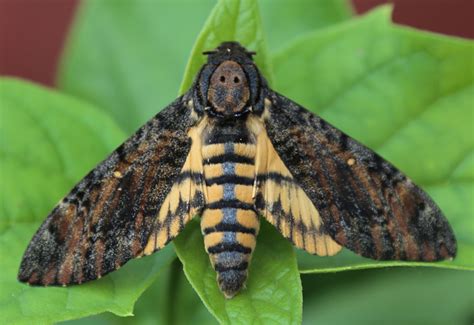 Death's Head Hawkmoth from India - What's That Bug?