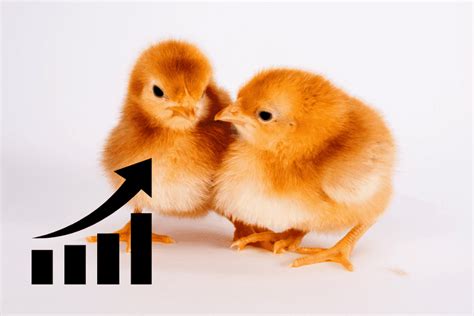 Rhode Island Red Growth Rate Breakdown