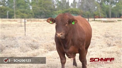 Lot 25 Schyff Beefmasters 1 Aug 2023 Youtube