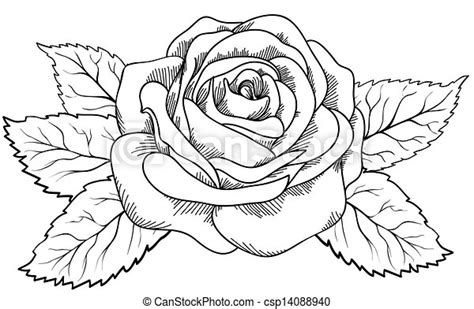 Vecteur Eps De Beau Style Rose Noir Blanc Gravure Beau Rose