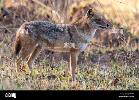 Golden Jackal Canis Aureus From Kanha National Park Madhya Pradesh