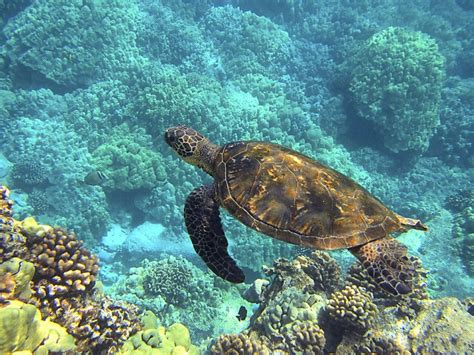 Sea Turtle Habitat - Sea Turtle Facts and Information