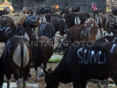 PERMINTAAN SAPI KURBAN MAKASSAR ANTARA Foto