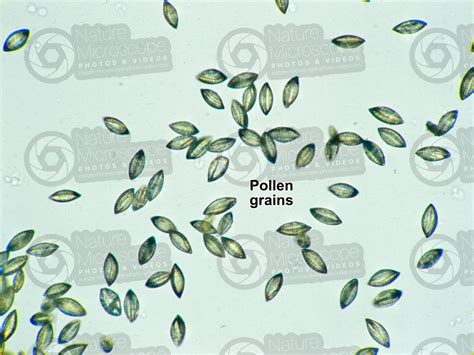 Ginkgo Biloba Pollen 250x Male Strobilus Ginkgo Biloba Ginkgophyta Ginkgo Botany