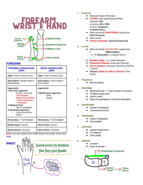 Solution Anatomy Of The Elbow Wrist And Hand Studypool