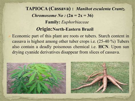 Scholars Debate The Accuracy Of The Tapioca Wikipedia History Section - RYZE Superfoods