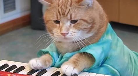 Video Feline Star Keyboard Cat Breathes Its Last Netizens Remember The ‘musical Legend