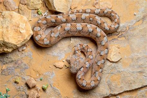 Palestine Saw Scaled Viper Echis Coloratus · Inaturalist Canada