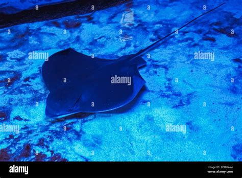 The Stingray Swims Underwater The Stingray Is A Flat Sea Fish An