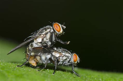 Mating Flesh Flies Bugguidenet