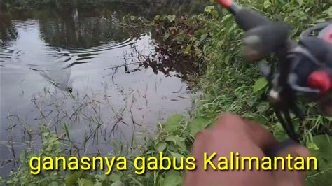 Casting Ikan Gabus Pakai Soft Frog Warna Kuning Casting Di Rawa