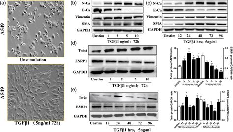 Effects Of Transforming Growth Factor β1 Tgfβ1 On The Expression Of