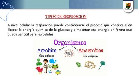 PROCESO DE LA RESPIRACIÓN EN ANIMALES VERTEBRADOS E INVERTEBRADOS PPT