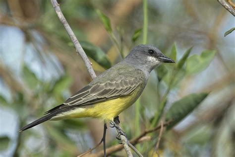 Cassin S Kingbird Tyrannus Vociferans Tijuana River Valley Flickr