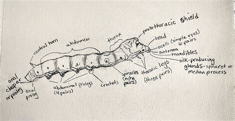 Anatomy of a Silkworm