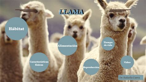 Llama Rafaella Cueva B By Cuartob Primaria On Prezi