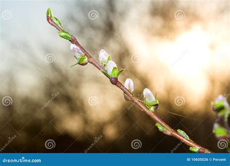 Pussy Willow Branch At Dawn Stock Photo Image Of Tree Grow 10605026