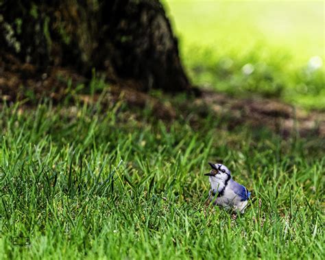 Blue Jay collecting nuts for winter. : r/birds