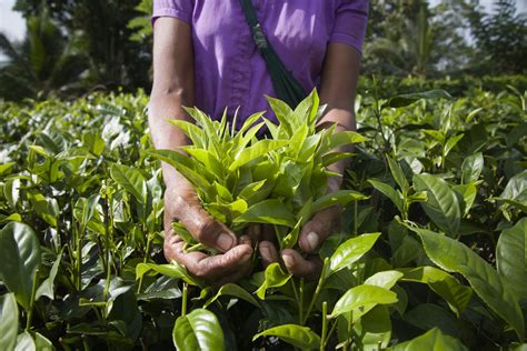 10 Fair Trade Tea Brands With Smart Sustainable Practices