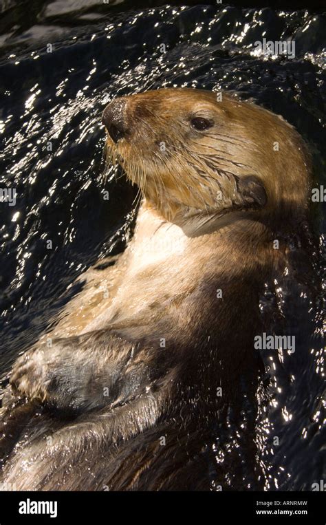 Sea Otter at the Vancouver Aquarium, British Columbia, Canada Stock ...