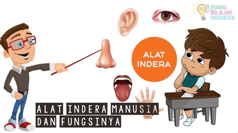 Alat Indera Manusia Dan Fungsinya YouTube