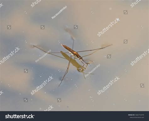 19 Gerridae family insects order hemiptera Images, Stock Photos ...