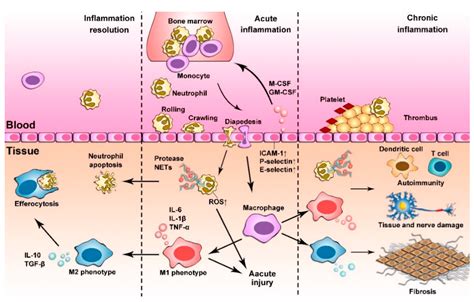 Neutrophils And Macrophages As Targets For Development Of