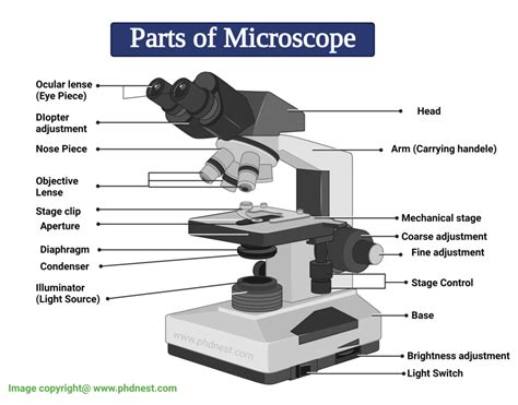 Parts Of Microscope Microscope Labeled Diagram And Functions Phd Nest