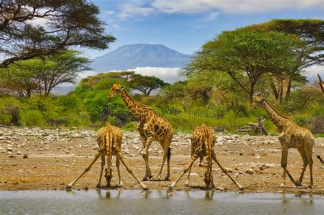 Giraffes And Mount Kilimanjaro In Amboseli National Park Stock Image