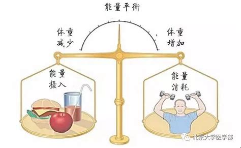 【北医人爱科普】十六 膳食平衡，吃出健康的你 北医新闻网