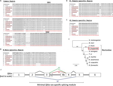 Phylogenetic Analyses Of Dsx Homologues Ad Multiple Sequence Download Scientific Diagram