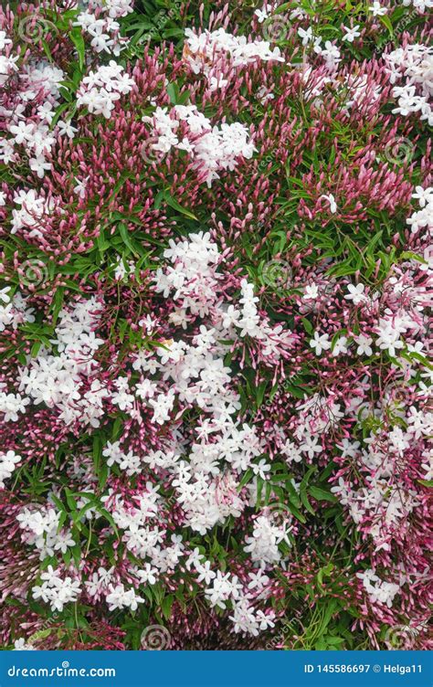 Springtime. Blooming Pink Jasmine Vine, Texture Stock Image - Image of ...