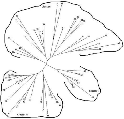 Dendrogram Generated From Upgma Analysis Based On Salt Stress