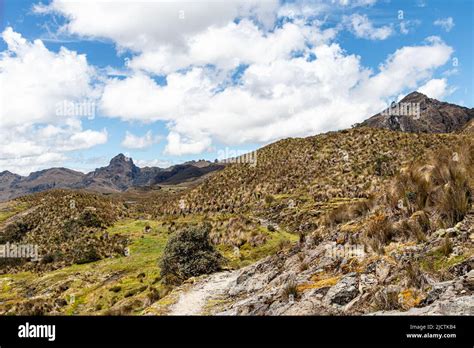 Hiking Footpath Through The Paramo In Cajas National Park Toreadora