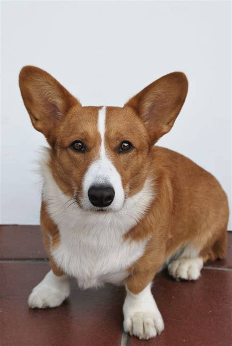 Are Cardigan Welsh Corgis Easy To Train