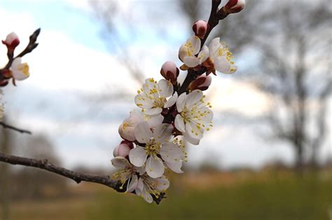 Premium Photo Blooming Wild Apricot In The Garden Spring Flowering