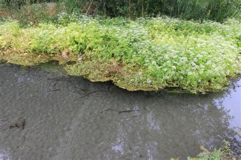 Premium Photo | A river with plants and plants