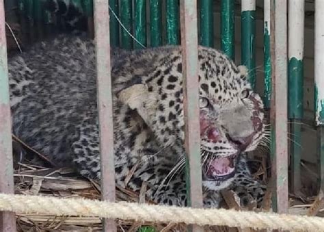 Two Held For Poaching Leopard Eating Its Meat In Odisha