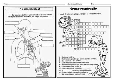 Sistema Respiratório 8 Ano - Exercícios Sistema Respiratório 8 Ano - FDPLEARN