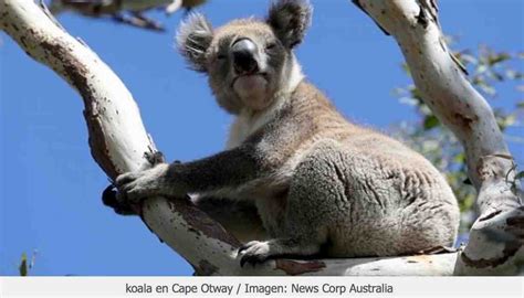 Australia mata cientos de koalas por sobrepoblación Igualdad Animal